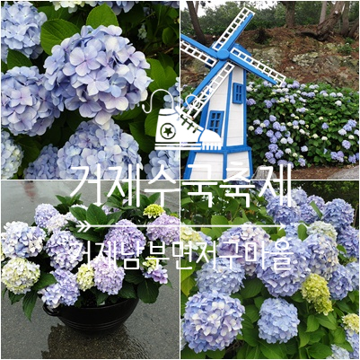  [거제축제]거제저구마을 수국축제 이쁘당0