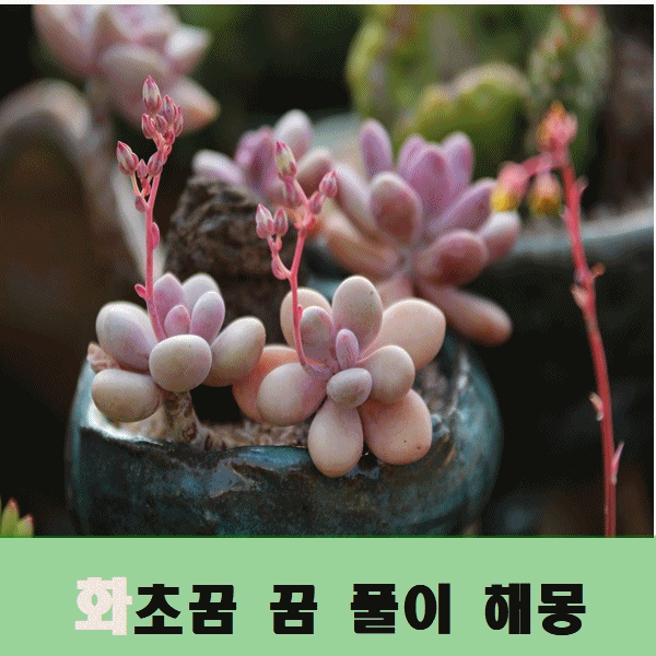  화초꿈 꿈 풀이 해몽