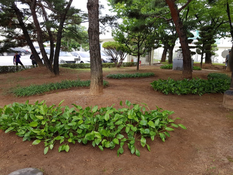  ｀회사 내 맥문동, 비비추, 바위취 지피식물 리모델링 식재작업。보림조경