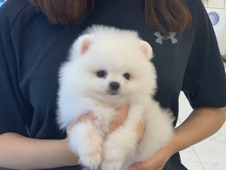  평택강아지분양 믿을 수 있는 곳!