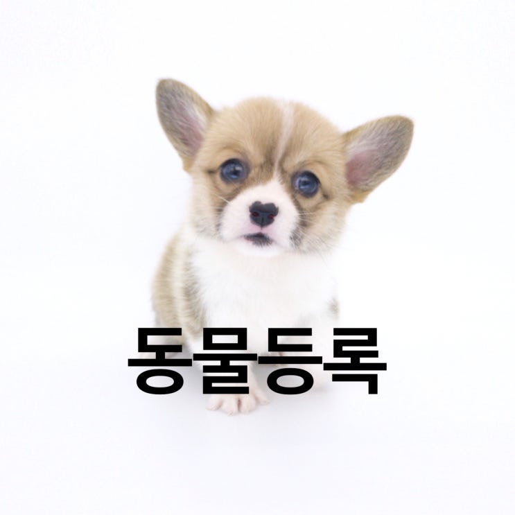  안양동물등록 어떻게 해야하고 해야 하는 이유는 뭘까요~