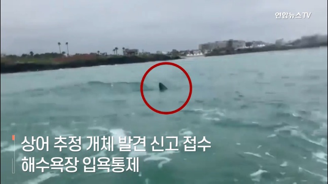  제주 함덕해수욕장에 상어 출현하다