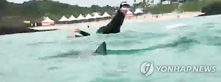  제주도 함덕해수욕장 상어 출몰