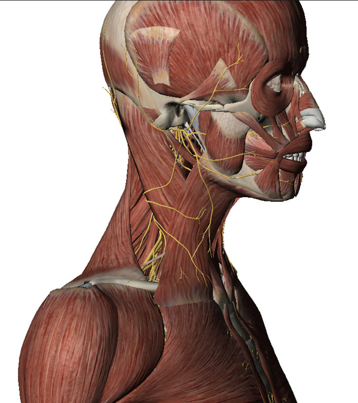  양산필라테스 - 전사각근, 중사각근, 상완신경총, 견갑배신경