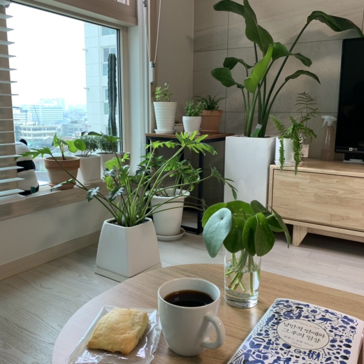  [플랜테리어/홈가드닝] 몬스테라, 필레아페페, 셀렘, 로즈마리 등 여름날의 식물 근황