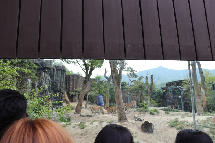 과천 서울대공원 동물원 다녀왔어요!