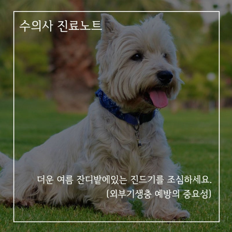 네이버 인플루언서 [네이버 인플루언서] VIP동물의료센터의 강아지진드기