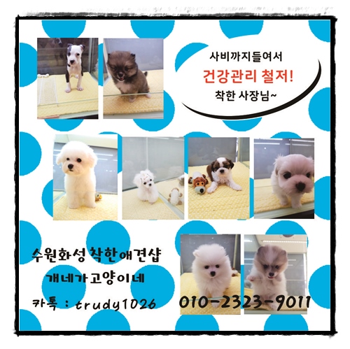  수원동탄애견샵 블루멀 포메라니안 무조건 아프지 않은 천사를 만나시기 바래요~ 착한 개네가고양이네