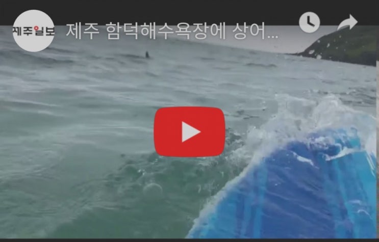  "오늘 제주 바다에서 서핑하다가 상어 만난 시민의 반응(영상)"