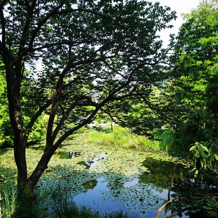 태안 가볼만한곳 천리포 수목원 산책이 필요할 때!