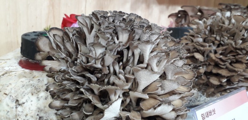 면역에 좋은 음식! 잎새버섯 재배