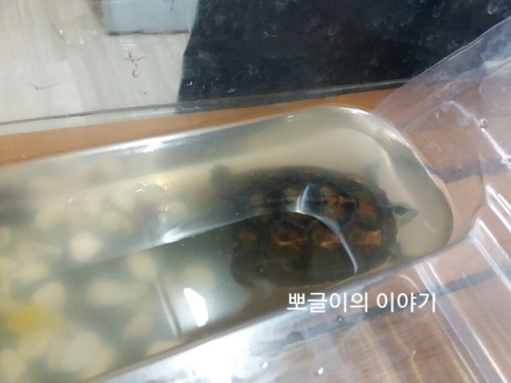  반수생거북(보석거북)이 새식구가 들어왔어요.
