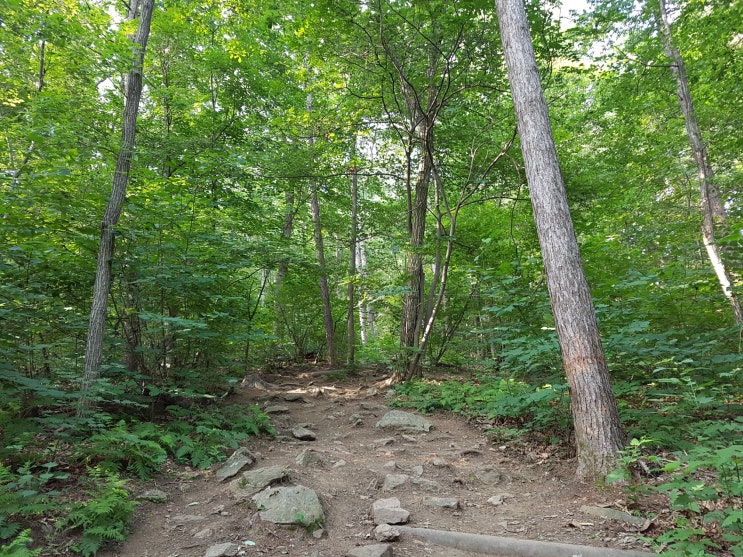  유명산 산행 시원한 나무 숲속과 계곡을 걷는 여름산