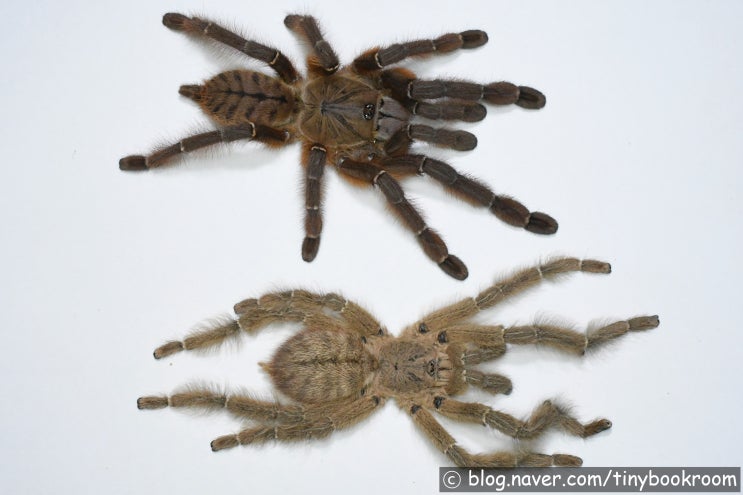 루푸스 타이거 암컷 성체 Phormingochilus sp. "Rufus"