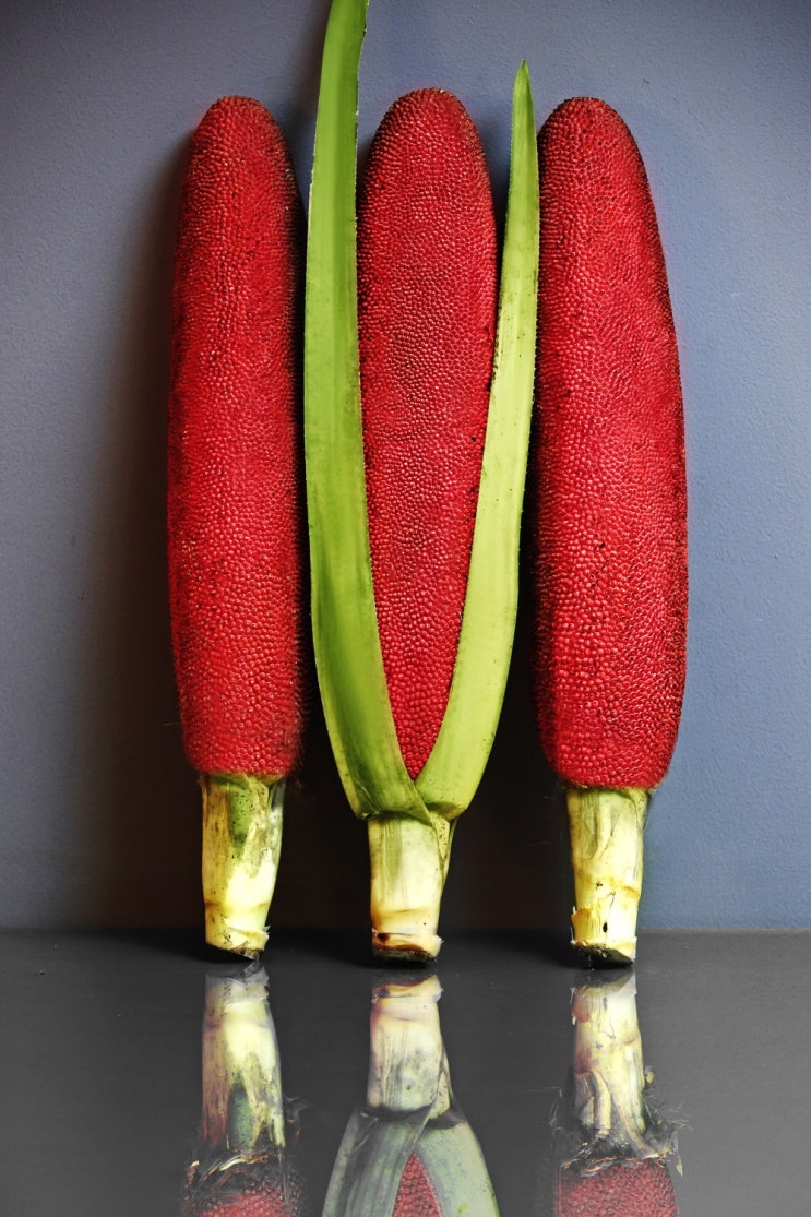  부아메라의 효능