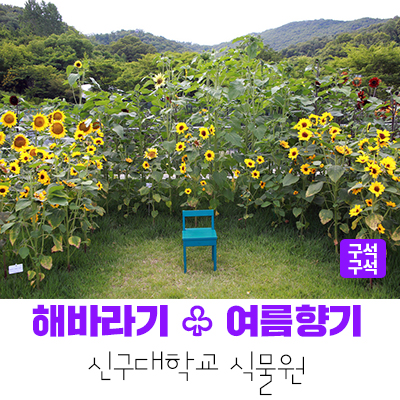 [성남여행] 여름철 다채로운 해바라기의 향연 '신구대학교 식물원'