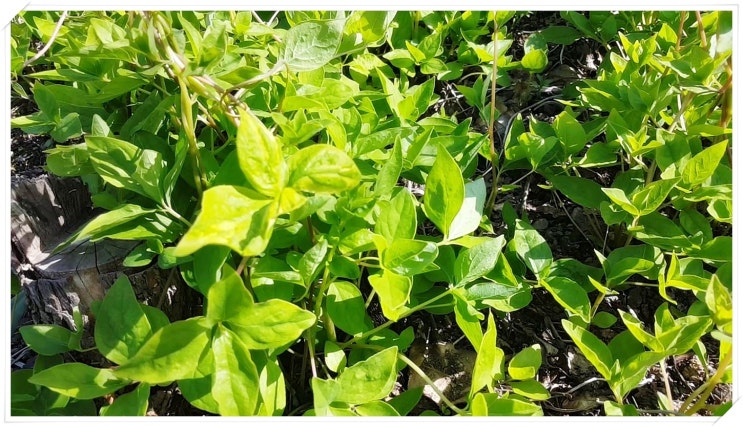  사삼효능 과 산약효능 알아보기