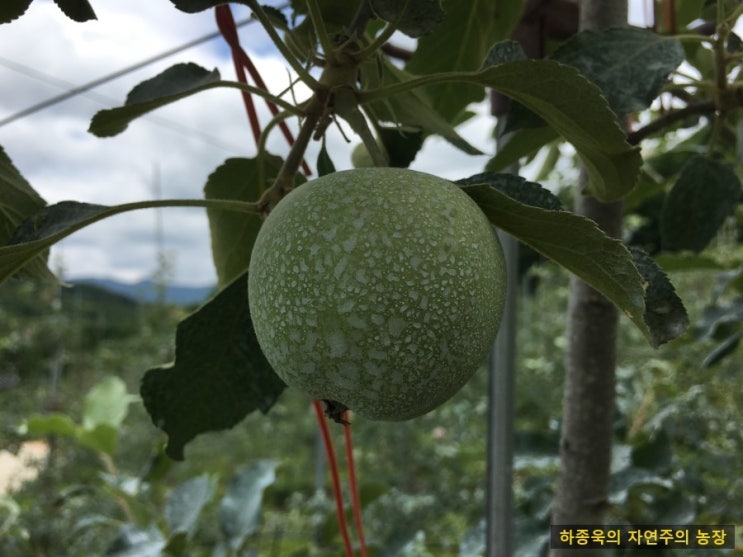  유기농사과재배 / 보르도액살포