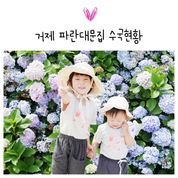  거제 파란대문집 수국현황