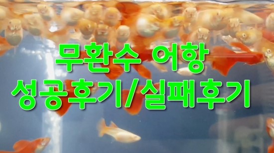  타가 박테리아를 이용한 무환수 어항 성공후기 및 실패후기