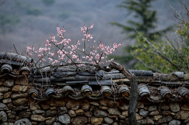  선암사(仙巖寺)