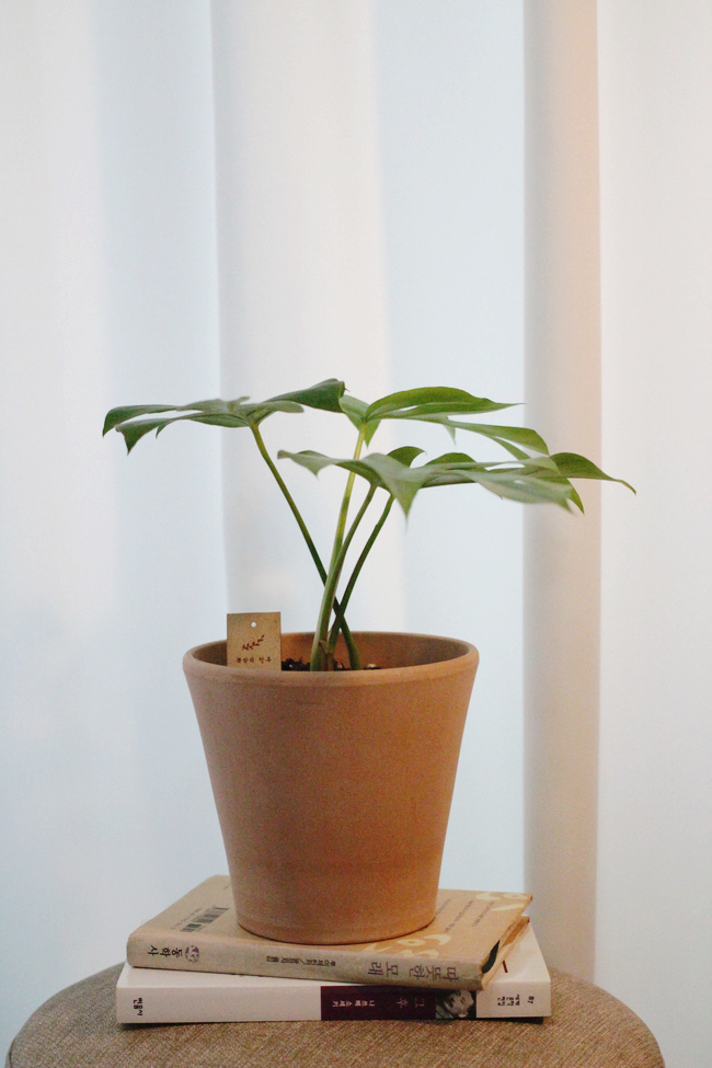 [판매] 뜻밖의행복 반려식물/공기정화식물: 히메 몬스테라