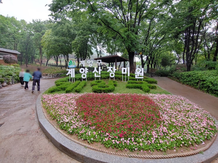 계양산 장미원, 비 오는 날 가봤어요 :) 계양산 장미원, 비 오는 날 가봤어요 :)