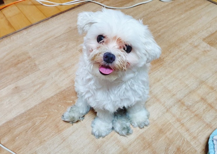 반려견 말티즈 흰둥이와 대전 유등천 야간 산책