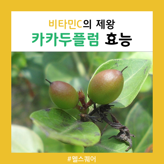  슈퍼푸드 카카두플럼 효능, 이렇게나 많다고?