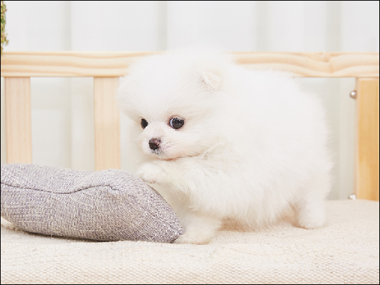  양주강아지분양 포메라니안분양 계획중이신가요~~?