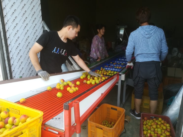  충북 제천시(자두 선별기)