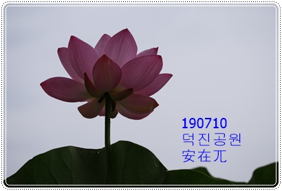 2019-07-11. 덕진채련(德津採蓮)의 연꽃을 감상하세요!!(책읽는아저씨)