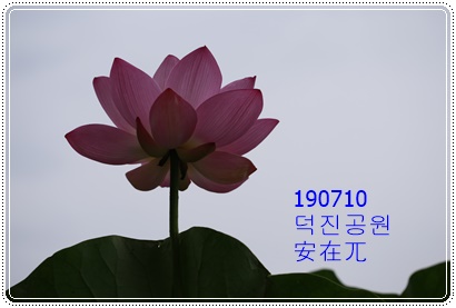  2019-07-11. 덕진채련(德津採蓮)의 연꽃을 감상하세요!!(책읽는아저씨)