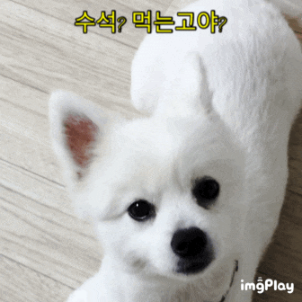  폼피츠 막시무스 먹을거면 나도 줘요~