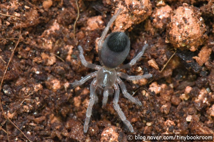 멕시칸 블러드렉 유체 Aphonopelma bicoloratum