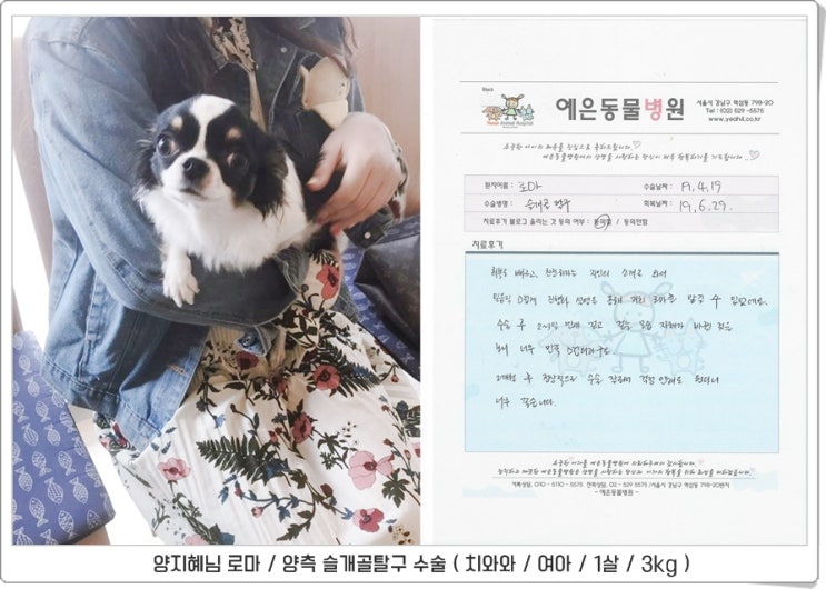  치와와 슬개골탈구 수술 * 로마