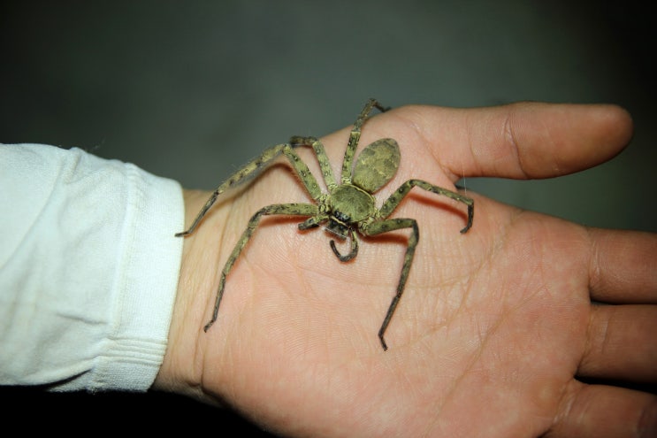 농발거미 Heteropoda venatoria