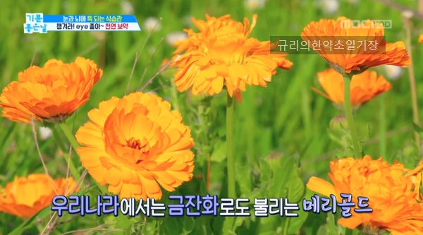  눈 시력 좋아지는 법 황반변성에 루테인 지아잔틴 풍부한 메리골드 꽃차 효능 먹는법 부작용, 꽃말은?