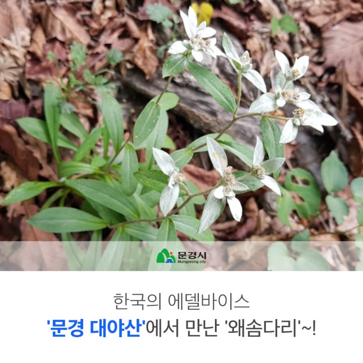 문경 '대야산'에서 한국의 에델바이스 '왜솜다리'를 만나다~!