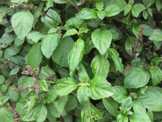  패출리 에센셜오일 (patchouli)