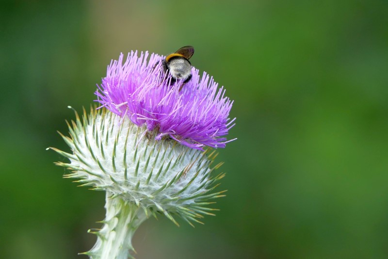 가시 엉겅퀴 효능부터 꽃말, 키우기, 개화시기, 특징, 번식 등 싹다 파헤쳐보기! 7월에 피는 꽃! : 네이버 블로그