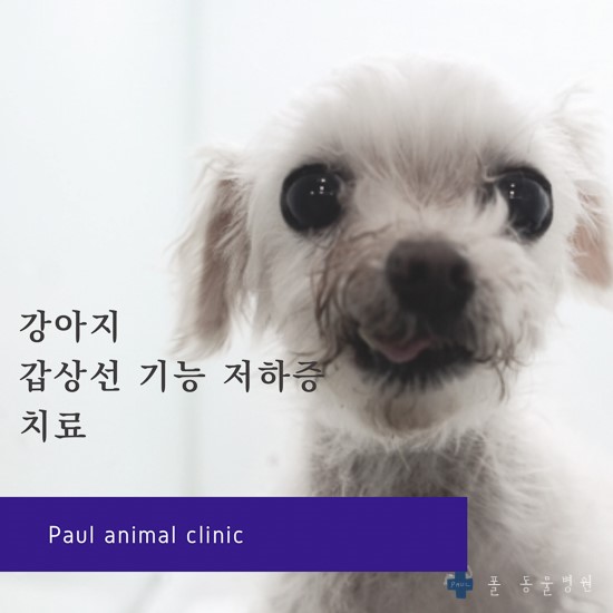 강아지 갑상선 기능 저하증 치료 & 성남 24시 폴 동물병원(정자동)