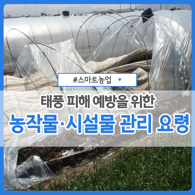  【13호 태풍 링링 북상】 태풍 피해 없도록 사전 관리하세요! :: 농작물 · 시설물 관리 요령