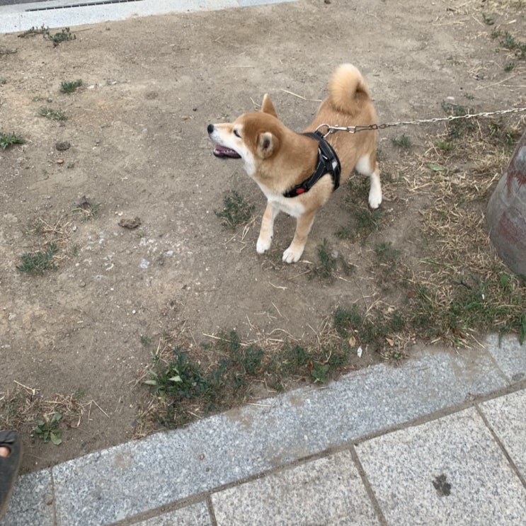  오랫만의 여름초입 일기