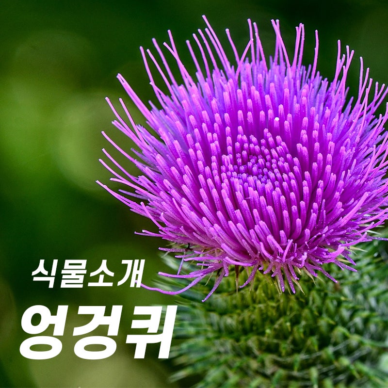 가시 엉겅퀴 효능부터 꽃말, 키우기, 개화시기, 특징, 번식 등 싹다 파헤쳐보기! 7월에 피는 꽃! : 네이버 블로그