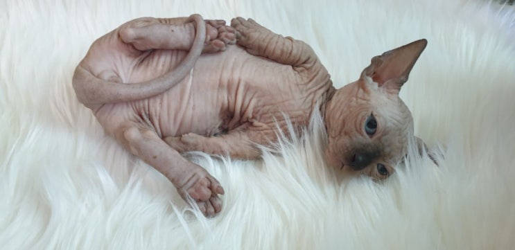  밤비노(스핑크스) 고양이 남아사진이에요..(분양완료)