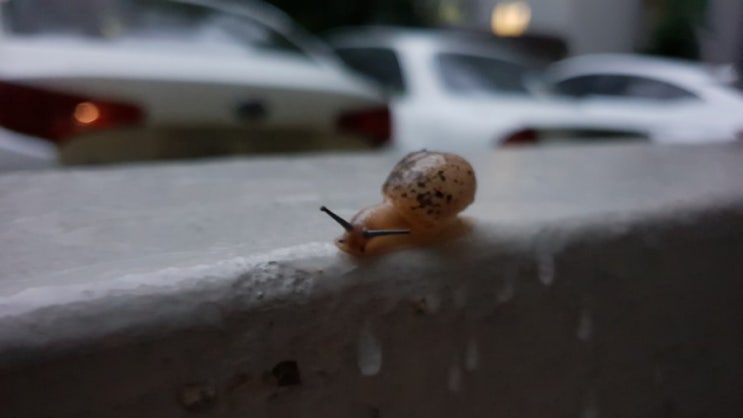  2019.07.11 새벽풍경 달팽이 