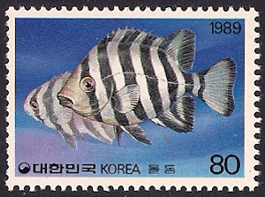 [한국산 어류 목록 15] 농어目 3