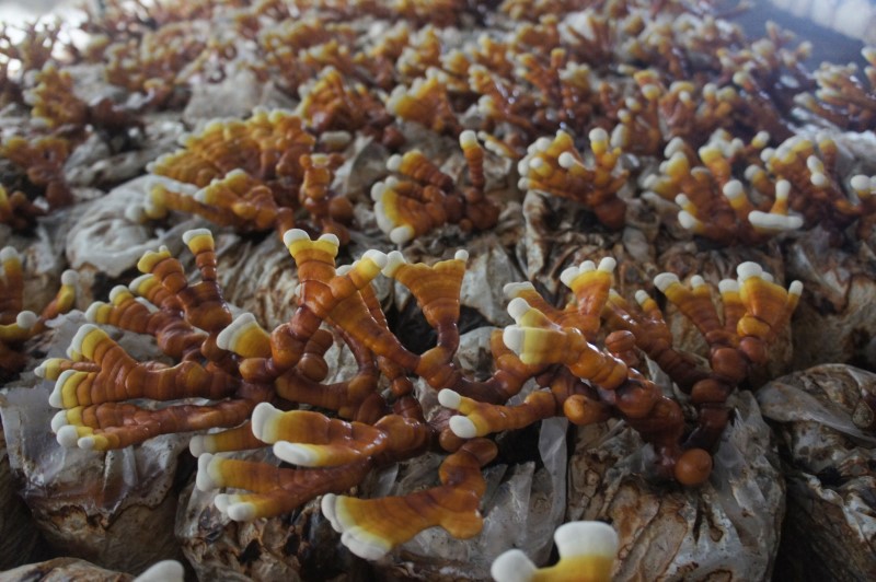 녹각 영지 버섯