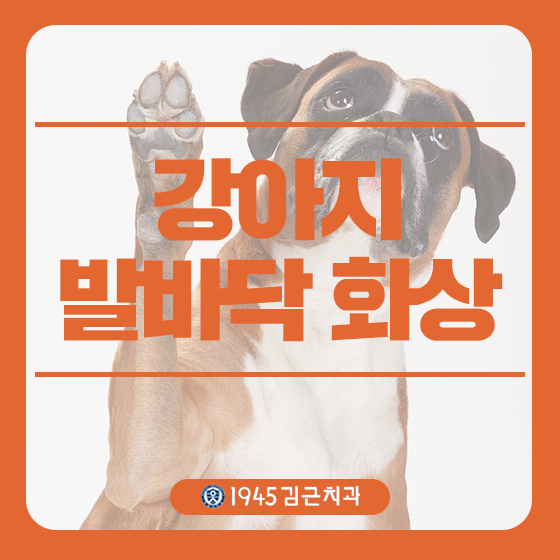  강아지 발바닥 화상 이렇게 대처해요